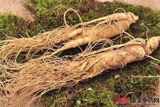 鮮西洋參的基本知識(shí)與貯藏技巧