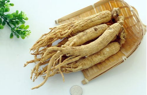 園參、林下山參與西洋參的共同點